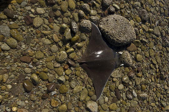 Image of Bentfin Devil Ray