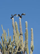 Image of Turkey Vulture