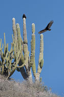 Image of Turkey Vulture