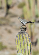 Image of Zenaida asiatica mearnsi (Ridgway 1915)