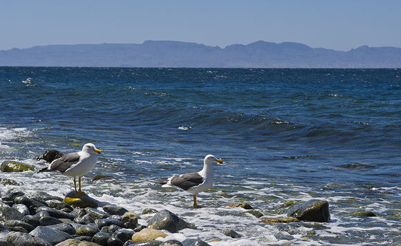 Image of Yellow-footed Gull