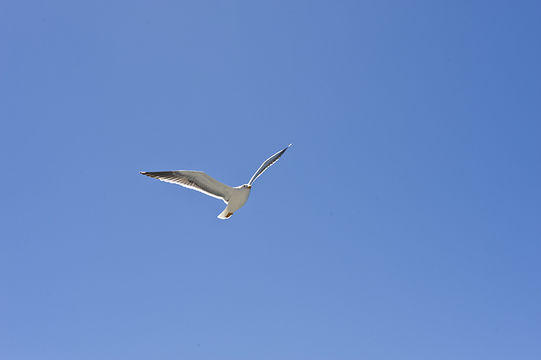 Image of Yellow-footed Gull