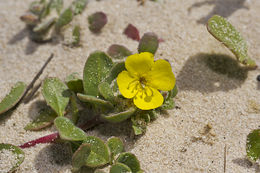 Image of <i>Camissoniopsis <i>cheiranthifolia</i></i> ssp. cheiranthifolia