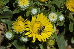 Grindelia hirsutula Hook. & Arn.的圖片