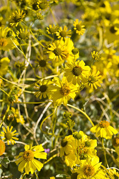 Sivun Encelia farinosa A. Gray ex Torr. kuva