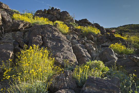 Sivun Encelia farinosa A. Gray ex Torr. kuva