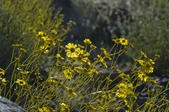 Sivun Encelia farinosa A. Gray ex Torr. kuva