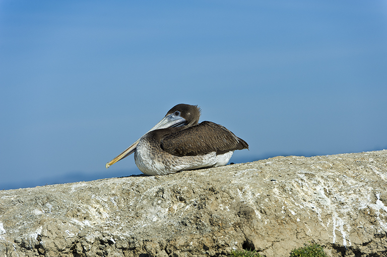 Image of California brown pelican