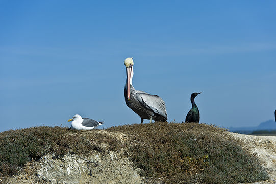 Image of California brown pelican