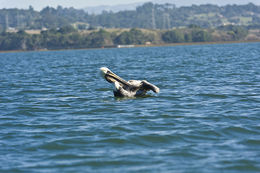 Image of California brown pelican