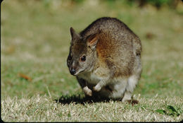 Image of Red-necked Pademelon