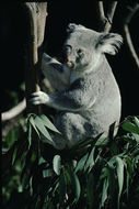 Image of Koala