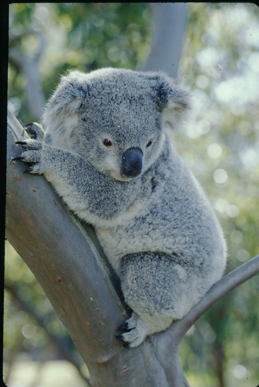 Image of Koala