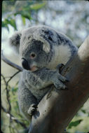 Image of Koala