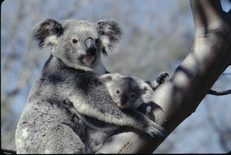 Image of Koala