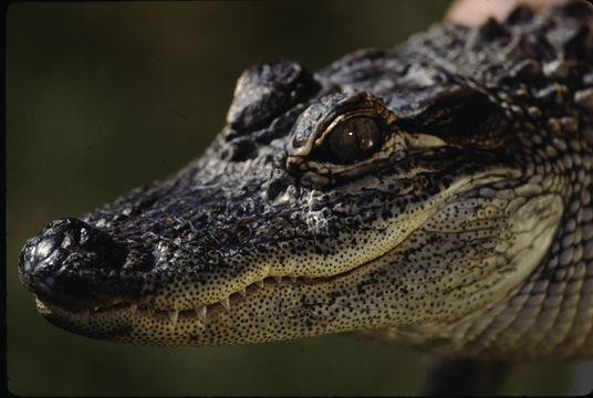 Image of American alligator