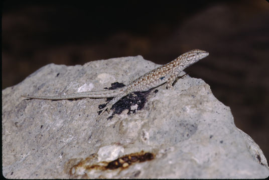 Image of Eastern Side-blotched Lizard