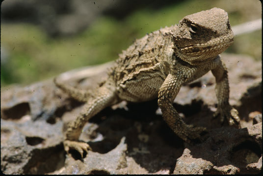 Image of Desert Horned Lizard