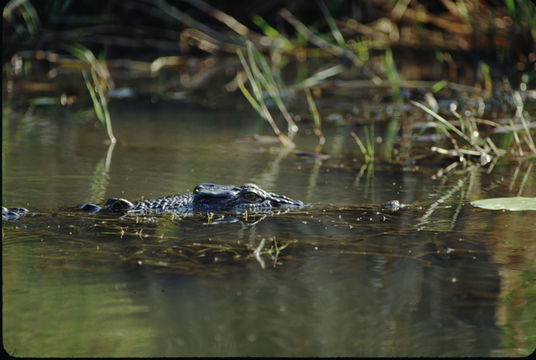 Image of Estuarine Crocodile