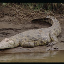 Слика од Нилски крокодил