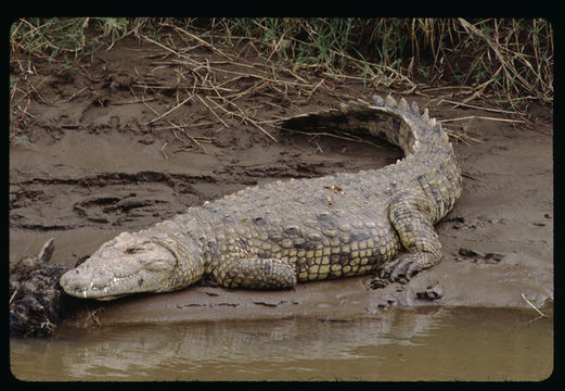 Image of Nile crocodile