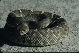 Image of Western Diamond-backed Rattlesnake