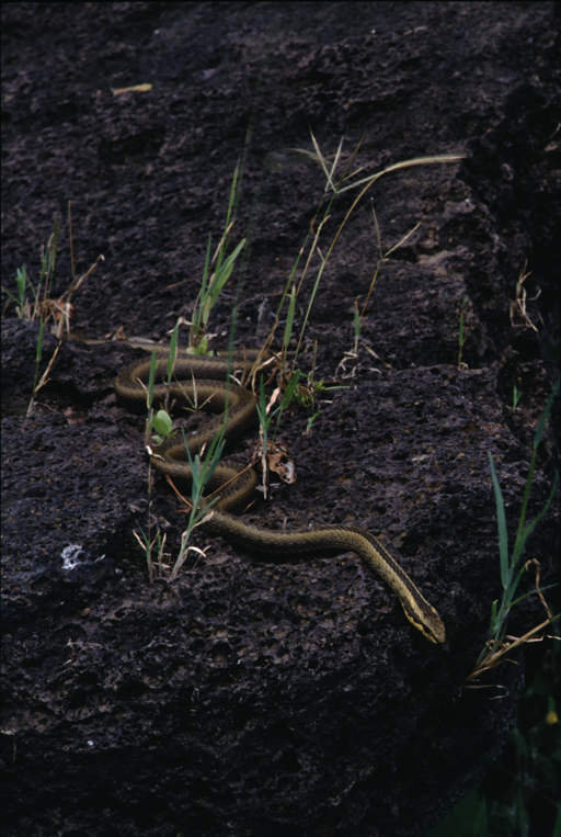 Image of Pseudalsophis dorsalis (Steindachner 1876)