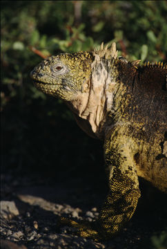 Image of Galapagos Land Iguana