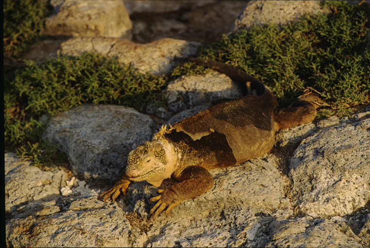 Image of Galapagos Land Iguana