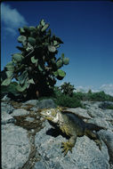 Image of Galapagos Land Iguana