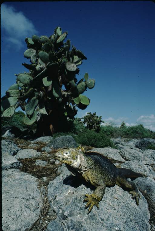 Image of Galapagos Land Iguana