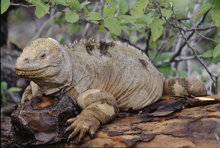 Image de Iguane terrestre de l'île Santa Fe