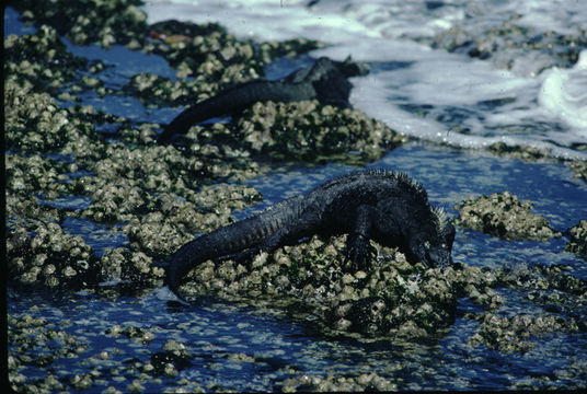 Image of Fernandina Marine Iguana