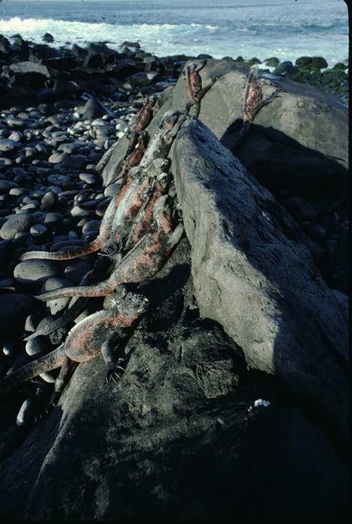 Image of Fernandina Marine Iguana