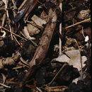 Image of Northern Leaf Chameleon