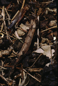 Image of Northern Leaf Chameleon