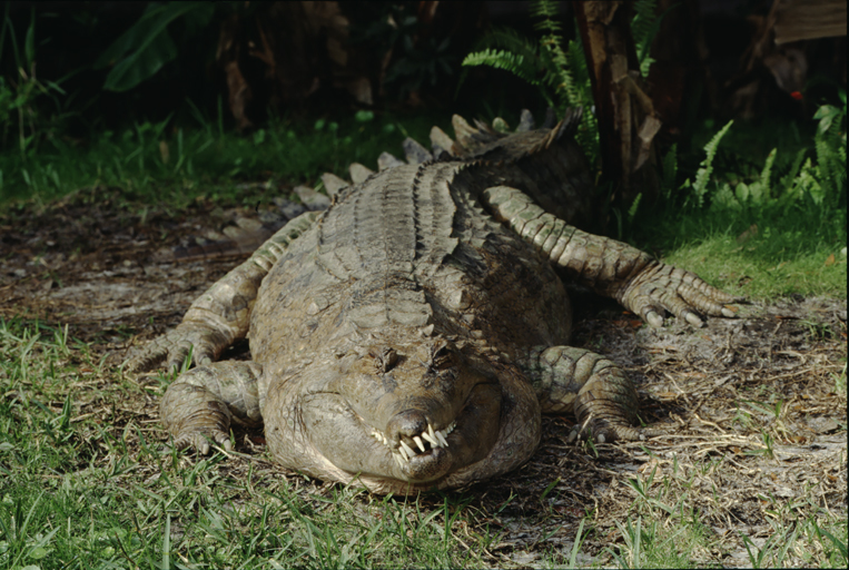 Image of False Gharial