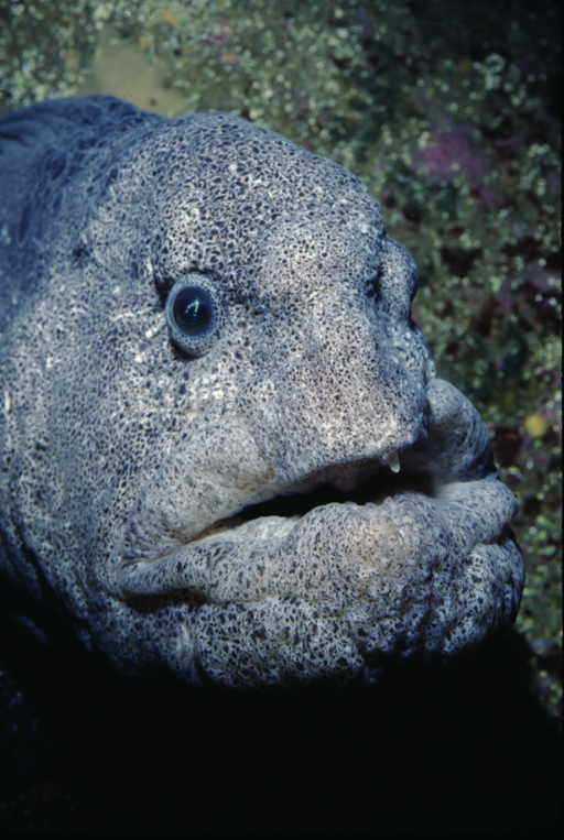 Image of Wolf eel