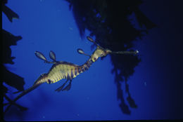 Image of Common Seadragon