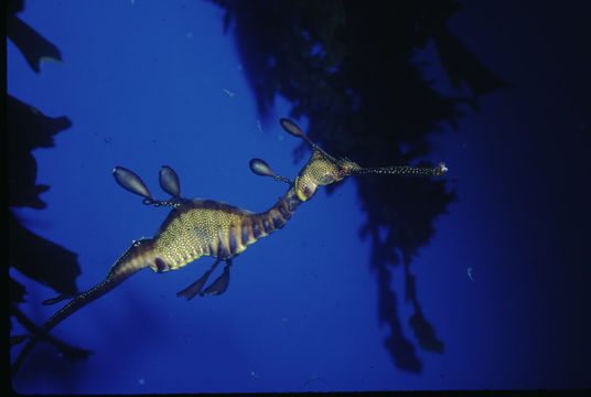 Image of Common Seadragon