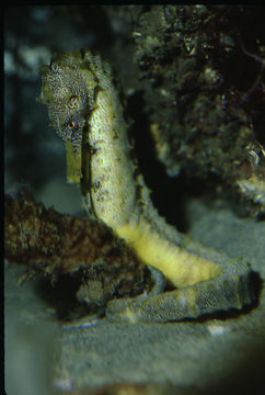 Image of Giant Seahorse