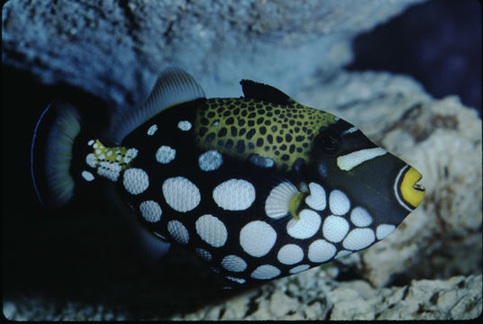 Image of clown triggerfish