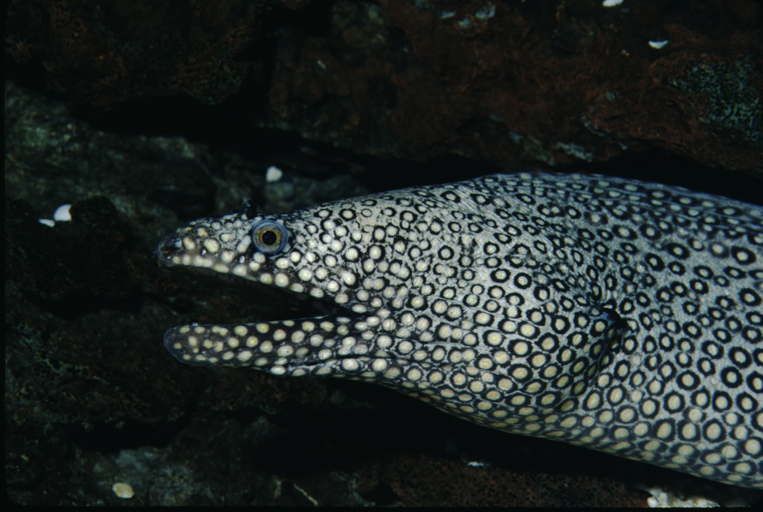 Image of Turkey moray