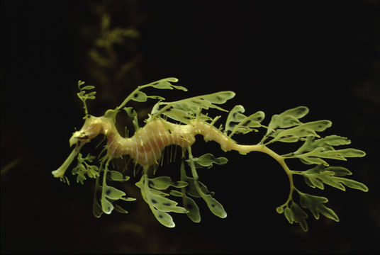 Image of Glauerts Seadragon