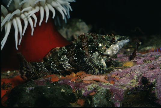 Image of Painted greenling