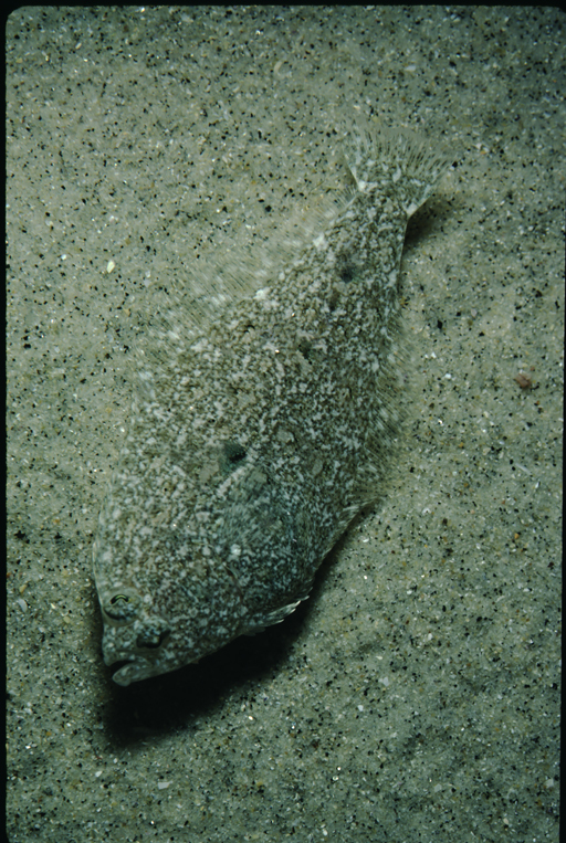 Image of Speckled sanddab