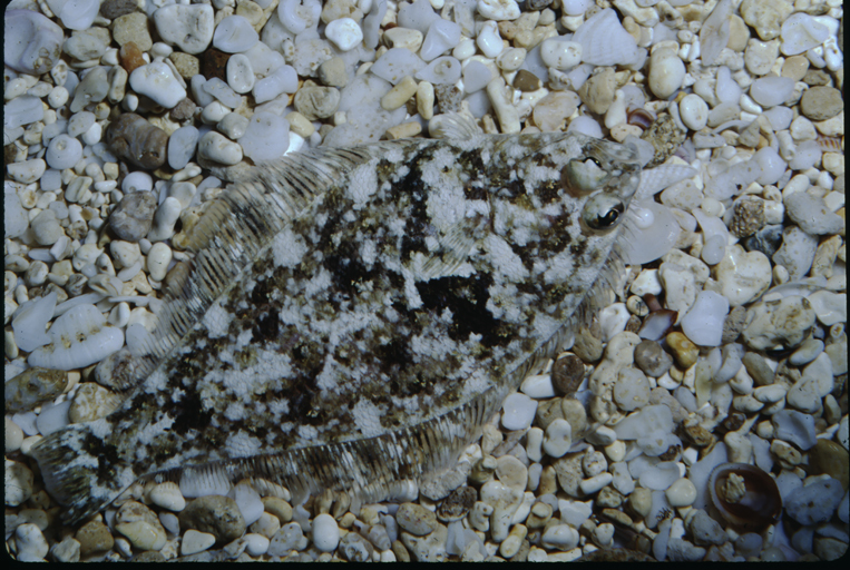 Image of Speckled sanddab