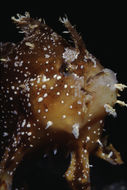 Image of Frogfish