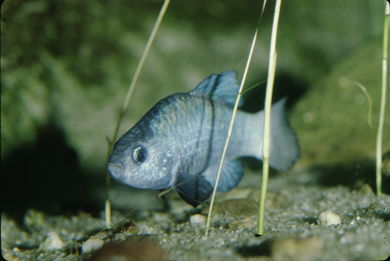 Image of Desert Pupfish
