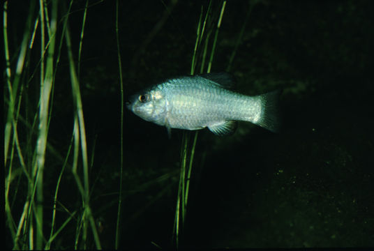 Image of Desert Pupfish